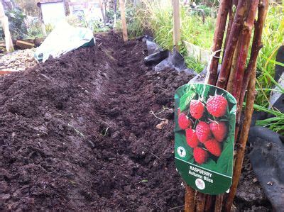 Planting out raspberry canes... again - Mail Online - David Derbyshire ...