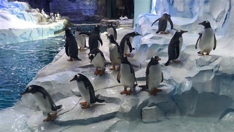 New penguin exhibit opens at Detroit Zoo