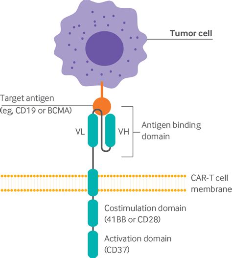 Chimeric antigen receptor T cell therapy for cancer: clinical ...