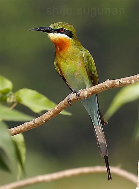 Cranium Bolts: Birds at Hesaraghatta lake