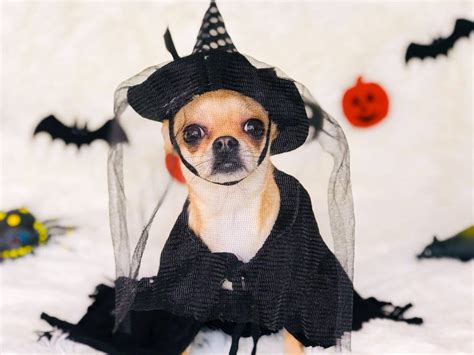 How to Win a Dog Halloween Costume Contest: 9 Great Tips – Dogster