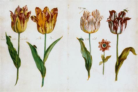 Tulipmania: An Overblown Crisis? | History Today