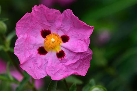 How to Grow and Care for Rockrose