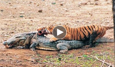 crocodile vs tiger, tiger attack crocodile | Top Forex 21