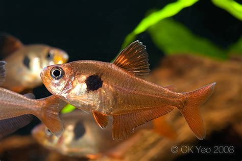 Hyphessobrycon sweglesi – Red Phantom Tetra (Megalamphodus sweglesi) — Seriously Fish