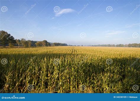 Maize field stock image. Image of field, blue, energy - 34238109