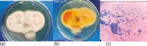 Figure 1 from Occurrence of dermatophytosis in dogs from Thrissur ...