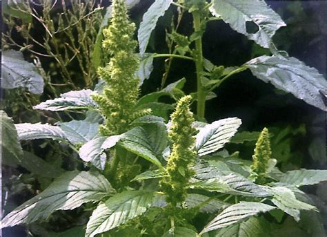 A quick guide to growing kulitis, a.k.a. Amaranth - Manila Standard