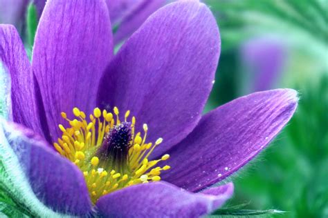 Pasqueflower Pasque Flower Free Stock Photo - Public Domain Pictures