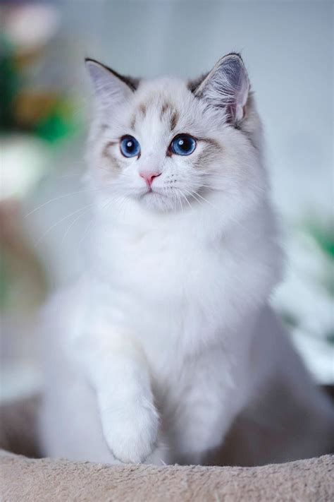 Where To Find Free Ragdoll Kittens？ | Kitten adoption, Ragdoll kitten ...