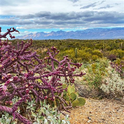 Tucson, Arizona Attractions and Food: A Guide to Enjoy Them!