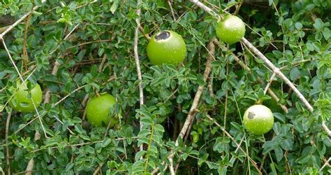 Monkey Orange - South African Indigenous Fruit