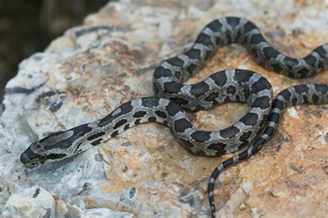 Pantherophis obsoletus Western Ratsnake | Herps of Arkansas