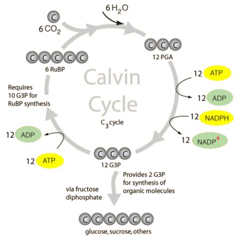 Carbon Fixation: The C3 and C4 Pathways Flashcards | Quizlet