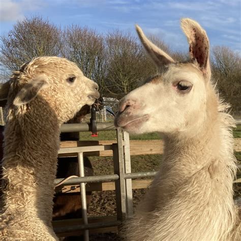 LLAMAS VS ALPACAS - Cadbury Alpacas