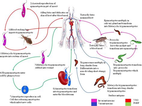 The lifecycle of Trypanosoma cruzi and Trypanosoma brucei. The life ...