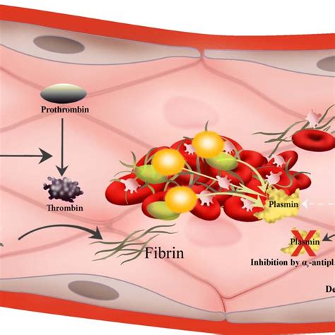 Mechanism of the action of staphylokinase for dissolving the clot.... | Download Scientific Diagram