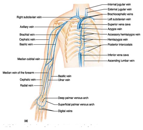 veins of upper extremity | Superficial veins, Upper limb anatomy ...