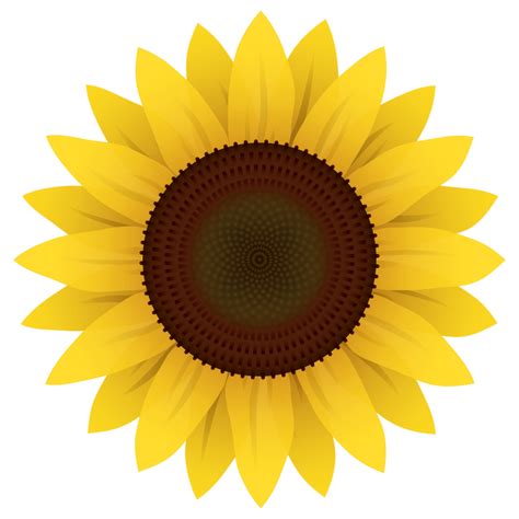 Sunflower Vector PNG Image - PurePNG | Free transparent CC0 PNG Image Library