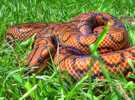 Most Amazing: Most Beautiful Snake Brazilian Rainbow Boa