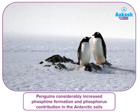 Phosphine - Hybridisation, Structure, Preparation, in chemistry: Definition, Types and ...