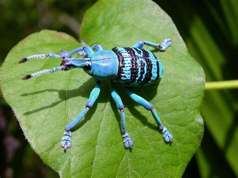 Blue Weevle by panvorax | Weevils, Scary bugs, Insects