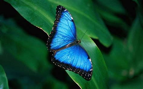 Blue Butterfly Wallpapers - Wallpaper Cave