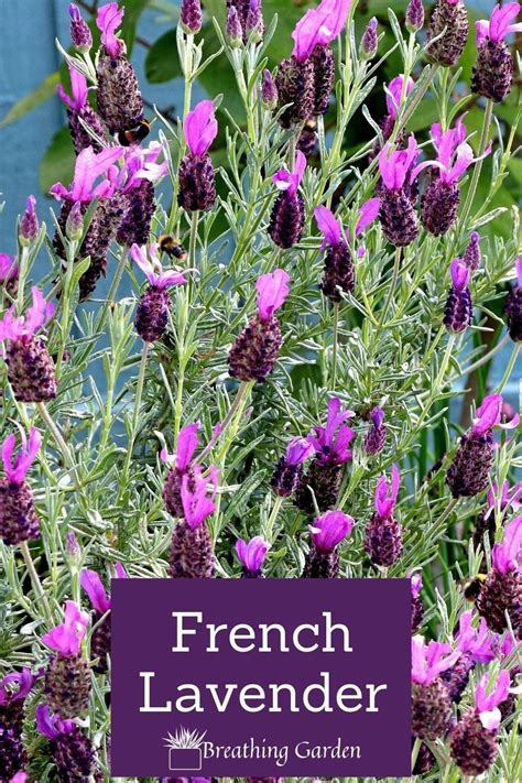 French lavender is a beautiful flower to grow in any garden. French Lavender Plant, Indoor ...