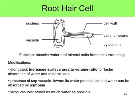 plant root hair cell - Google Search | Cell diagram, Cell model, Cell ...