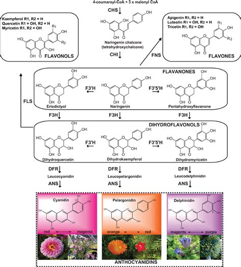 Frontiers | Flavonoids: biosynthesis, biological functions, and ...