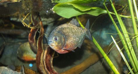 Red-bellied Piranha - New England Aquarium