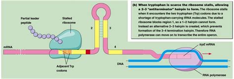 Tryptophan (Trp) Operon