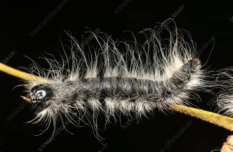 Walnut Caterpillar - Stock Image - Z355/1812 - Science Photo Library