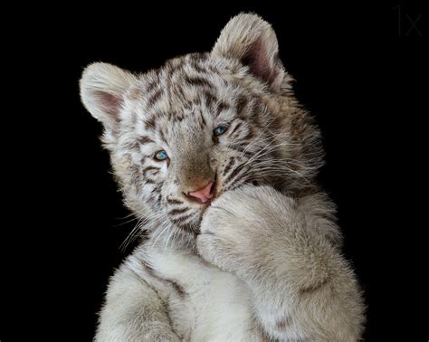 Cute White Tiger Cub, HD Animals, 4k Wallpapers, Images, Backgrounds, Photos and Pictures