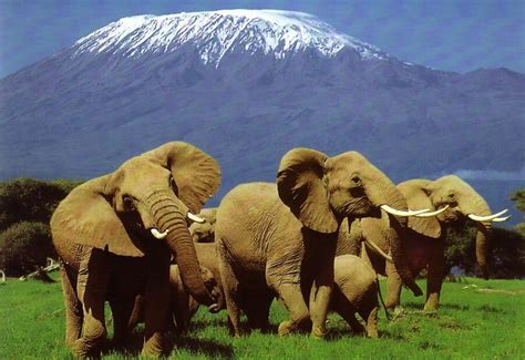 Kenya Safari Tours: Directory of Kenya Tour Companies