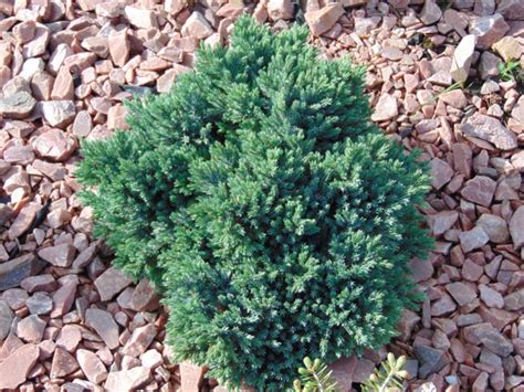 Juniper Care Guide: All You Want To Know – World of Garden Plants