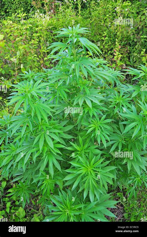 Joint plant hi-res stock photography and images - Alamy