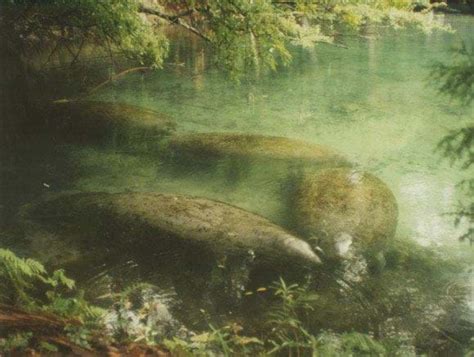 Manatee Habitat | FWC