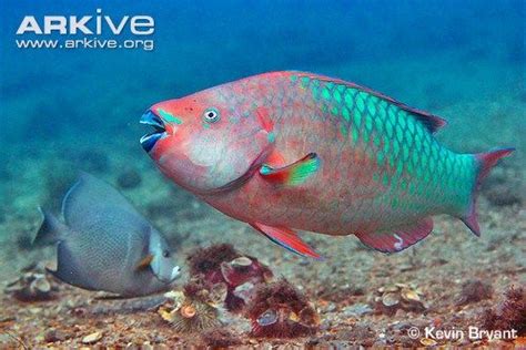 Rainbow parrotfish | Parrot fish, Beautiful sea creatures, Fish