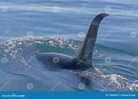 Orca Swimming in the Water stock image. Image of killer - 72406629