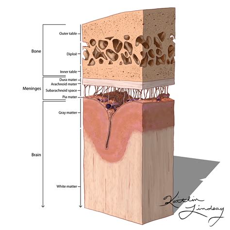 Cross Section Through Skull, Meninges, & Brain - Kaitlin Lindsay