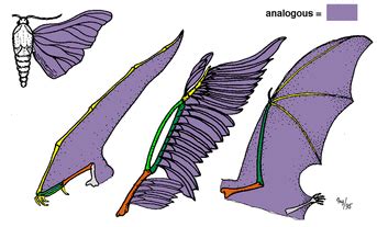 Analogous and Homologous Traits - CLADISTICS