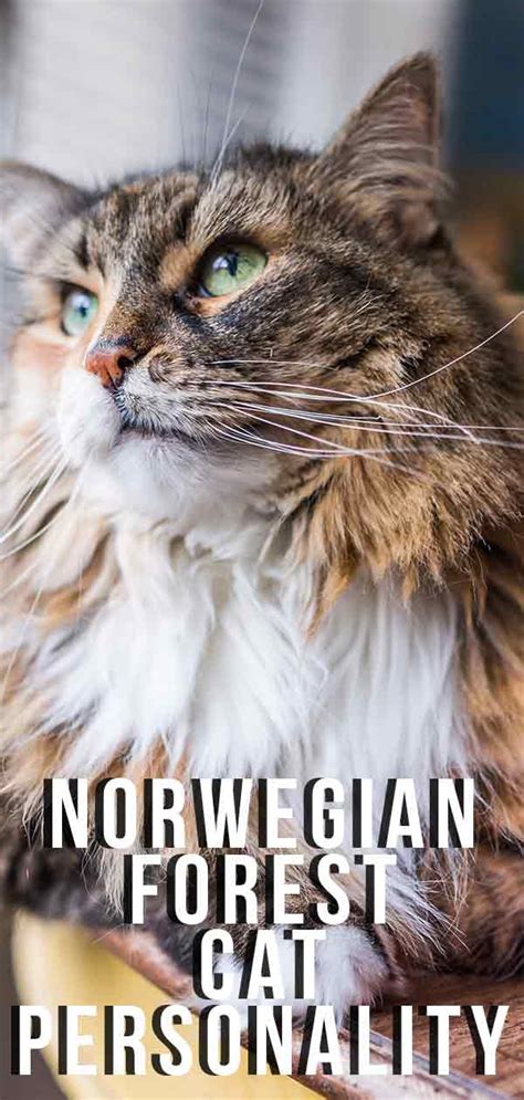 Norwegian Forest Cat Personality And Temperament