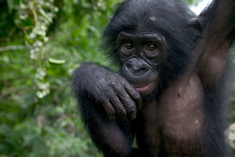 Bonobo Apes Express Empathy, Willingly Help Strangers