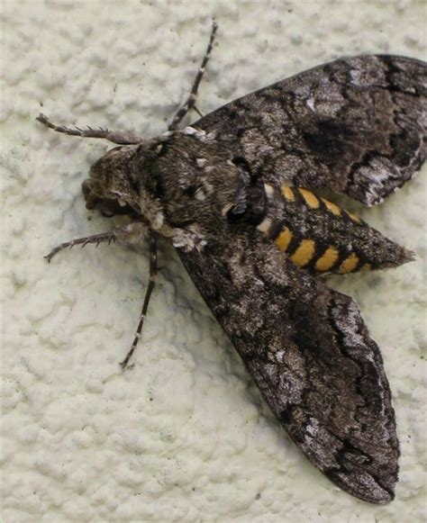 Tomato Hornworm Moths at Grand Canyon National Park