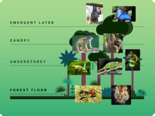 Rainforest layers Free Activities online for kids in 2nd grade by Tharitsawan Theemasin