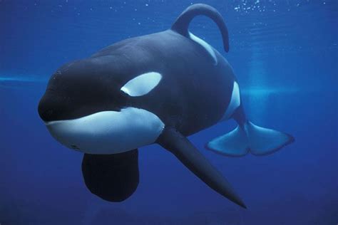 Keiko (orca) - Alchetron, The Free Social Encyclopedia