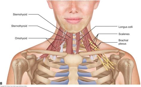 Anterior Neck Anatomy