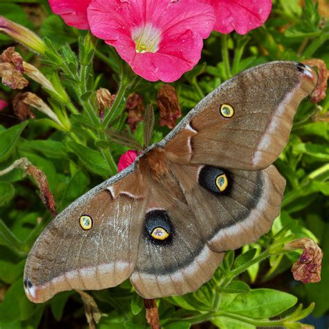 Antheraea Polyphemus Photograph by Randy Hall