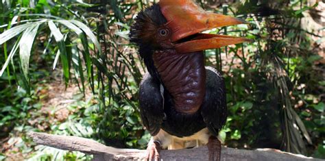 Helmeted Hornbill | Wild For Life